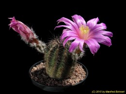 Echinocereus adustus v. schwarzii 711